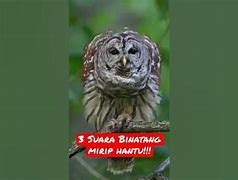 Suara Binatang Yang Menyeramkan